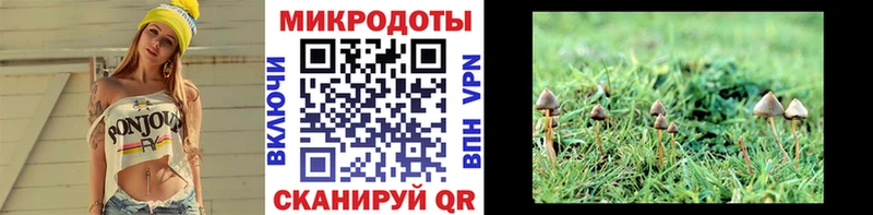 дарк нет формула Куртамыш Псилоцибиновые грибы Psilocybine cubensis